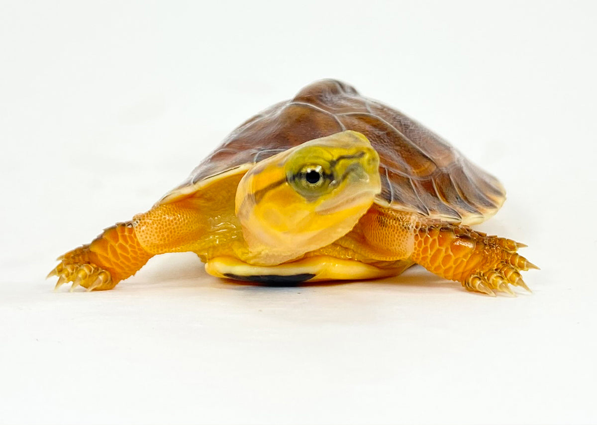 Species Spotlight! McCord's Box Turtle! Turtle Survival Alliance