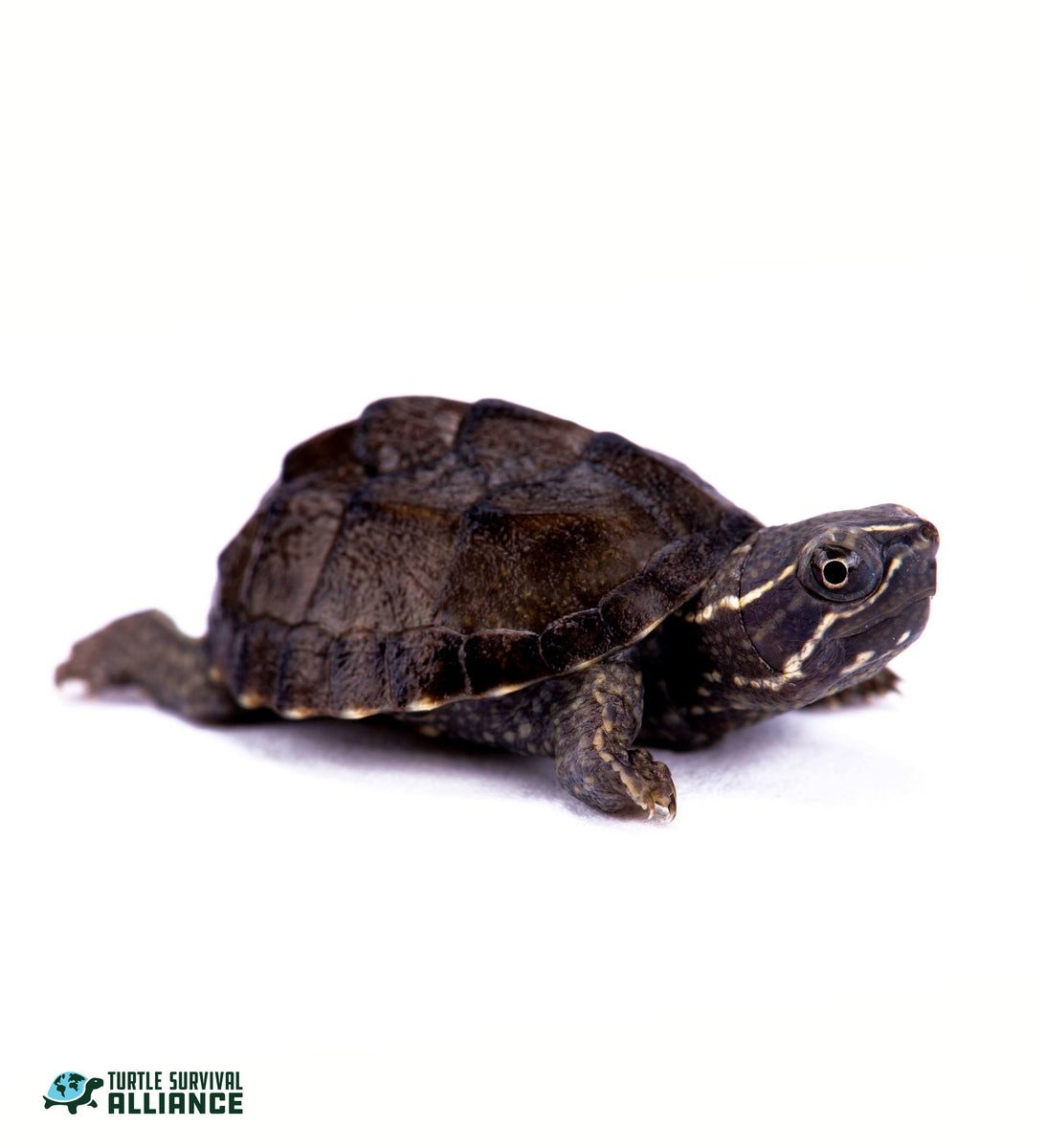 Species Spotlight! Common Musk Turtle! Turtle Survival Alliance