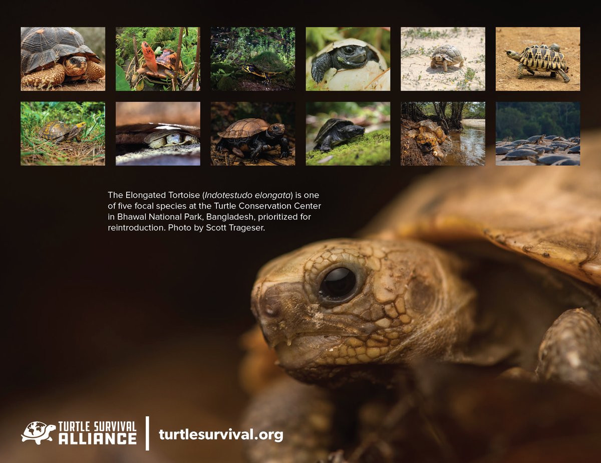 2024 Calendar Celebrating 20 Years of Turtle Conservation Turtle