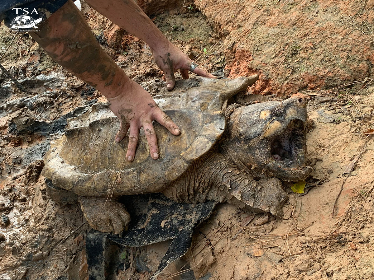 Ast Turtle Turtle Survival Alliance Catalogues Milestone 100th Alligator Snapping