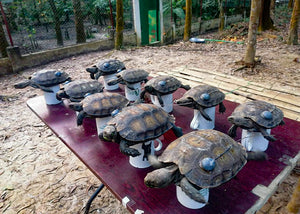 Asian-Giant-Tortoises-Rewilded-1|Asian-Giant-Tortoises-Rewilded-2|Asian-Giant-Tortoises-Rewilded-3|Asian-Giant-Tortoises-Rewilded-3-1|Asian-Giant-Tortoises-Rewilded-4