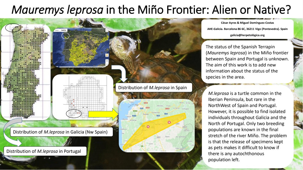 Mauremys leprosa in the Mi√±o Frontier: Alien or Native? - CESAR AYRES ...