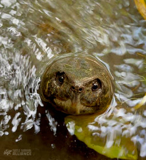Species Spotlight! Big-headed Turtle!