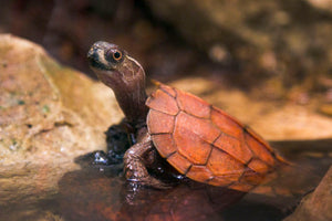 Black-breasted-Leaf-Turtle-CS--580x387