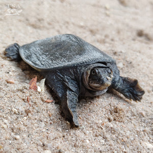 Black Softshell Turtle Hatchling (Nilssonia nigricans), by Sushmita Kar