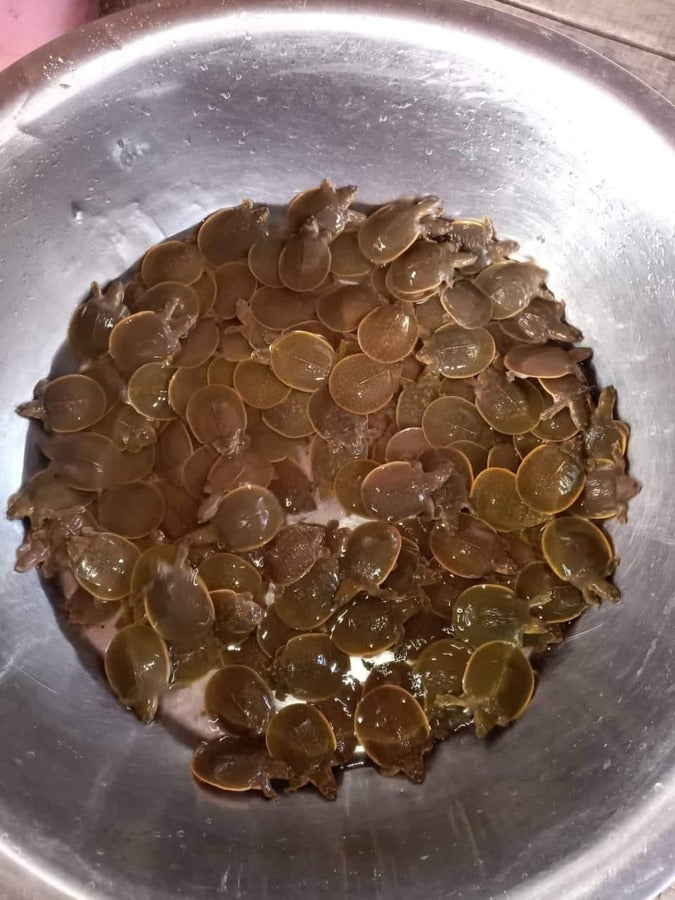 148 Cantor’s Giant Softshell Turtle Hatchlings Released Into Natural ...