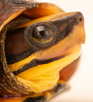 Species Spotlight! Chinese Three-striped Box Turtle!