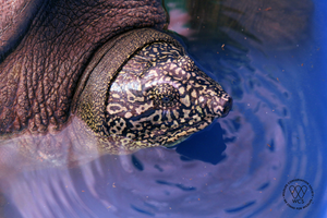 Close-up-of-the-head-and-pattern-of-the-Rafetus-swinhoei.-Photo-by-WCS-Vietnam