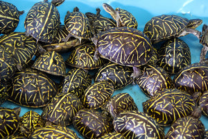 Confiscated Florida Box Turtles_Credit_FWC|Cases-Infographic|Call-to-Action-Letter-Update_Eastern-Box-Turtle|Call-to-Action-Letter-Update_Florida-Box-Turtles