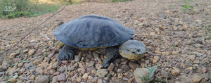 This female Dahl’s Toad-headed Turtle is one of the newest additions to the La Carranchina Natural Reserve. Photo: Igor Valencia