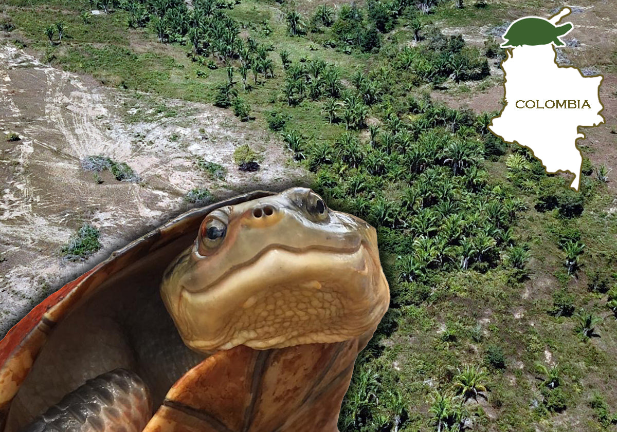 COLOMBIA‚ÄôS FIRST-EVER RESERVE FOR A TURTLE HAS BEEN SECURED – Turtle ...
