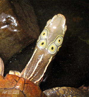 Species Spotlight! Four-eyed Turtle!