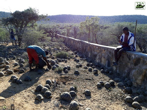 Great-Wall-of-Tortoises-FINAL-768x576|Group Photo 3 FINAL|Hauling Tortoises to Forest FINAL|Keepers Check Off Tortoises FINAL|Soaking Tortoises 4 FINAL|Tortoise Tai Chi|Great Wall of Tortoises FINAL