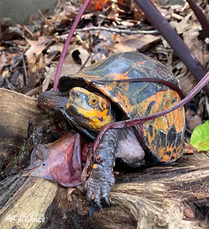 Species Spotlight! Indochinese Box Turtle!