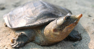 Juvenile Black Softshell|J-and-S|Juvenile Black Softshell