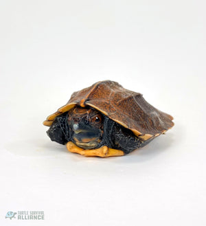Species Spotlight! Keeled Box Turtle!