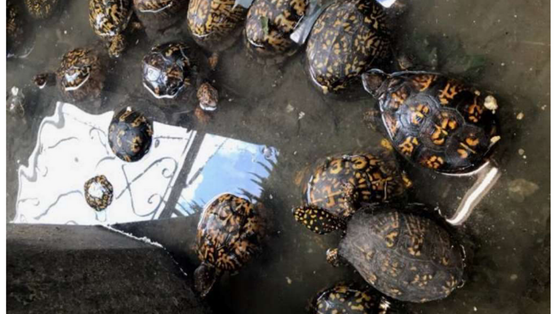 Kentucky man illegally sold large numbers of turtles bound for China ...