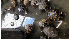 Kentucky turtles