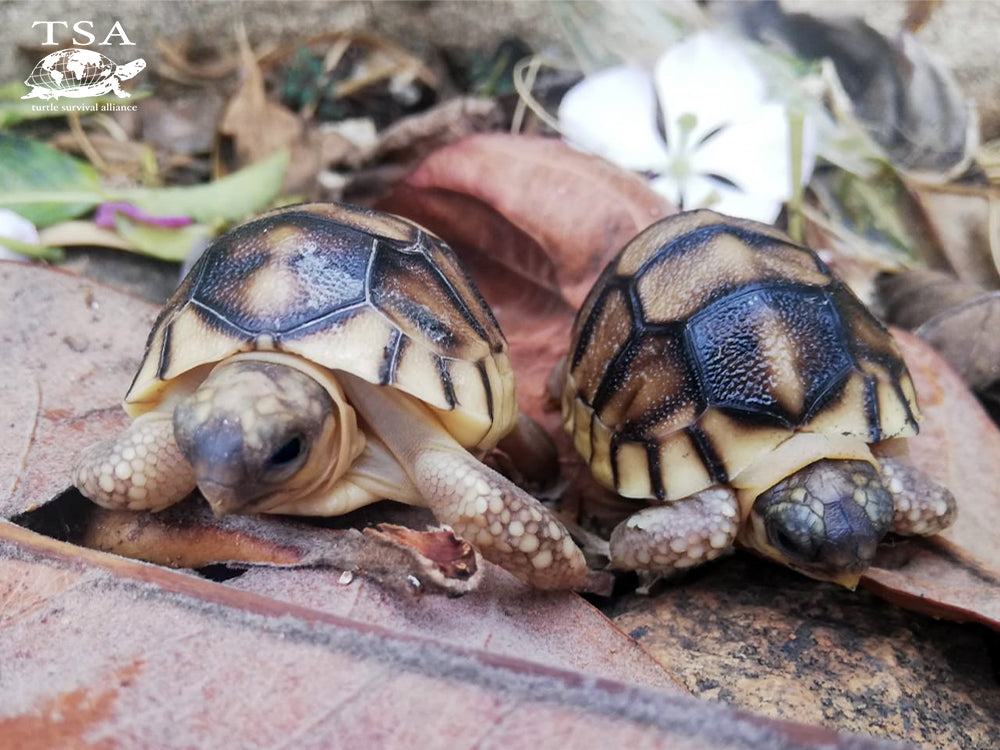 TSA Hatches Second Ploughshare Tortoise in Madagascar! – Turtle ...