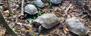 Asian Giant Tortoises Rewilded to a Protected Forest in Nagaland, India