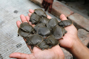 Newly_hatched_Chitra_babies_Shailendra_Singh|DSC_0003