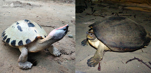 Painted Terrapin Sexual Dimorphism Species Spotlight, the male is on the left and the female is on the right