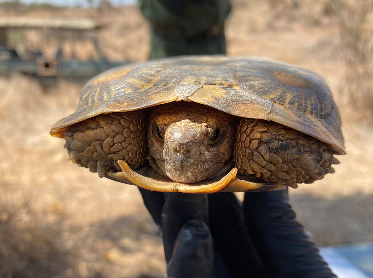 Cast Your Vote for Pancakes! – Turtle Survival Alliance