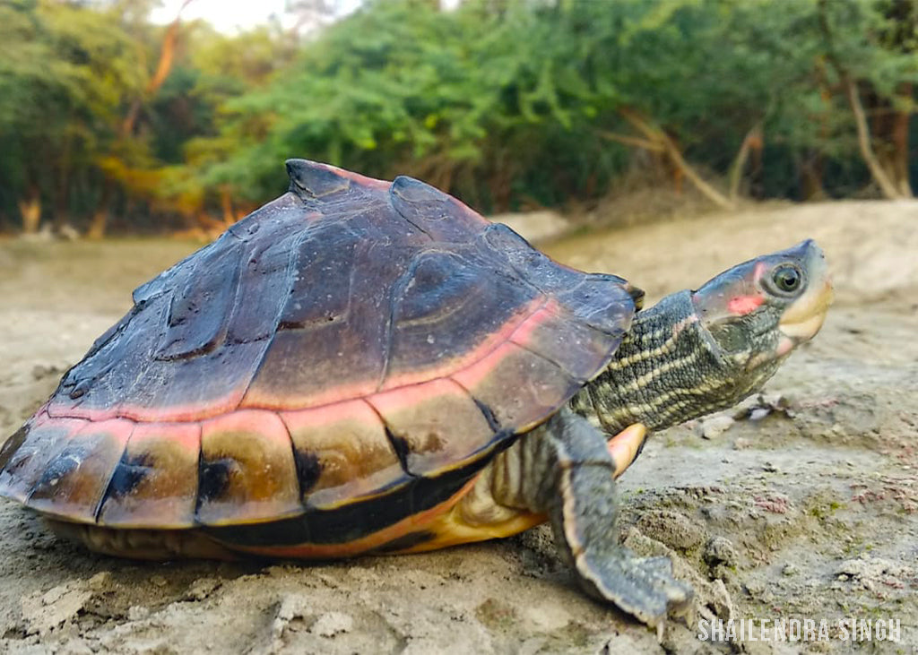 Species Spotlight: Pink-ringed Tent Turtle – Turtle Survival Alliance