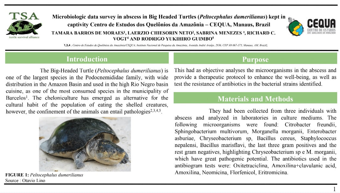 Microbiologic Data Survey of Abscesses in Big-headed Amazon River Turt ...