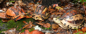 Turtle Survival Center - December Update