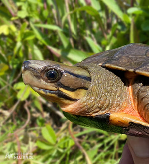 Species Spotlight! Vietnamese Three-striped Box Turtle!