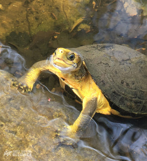 Species Spotlight! Yellow-headed Box Turtle!