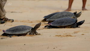 At the end of December 2022, Turtle Survival Alliance’s partner WCS Cambodia released four Southern River Terrapins (Batagur affinis) back into the Sre Ambel River of southwestern Cambodia.