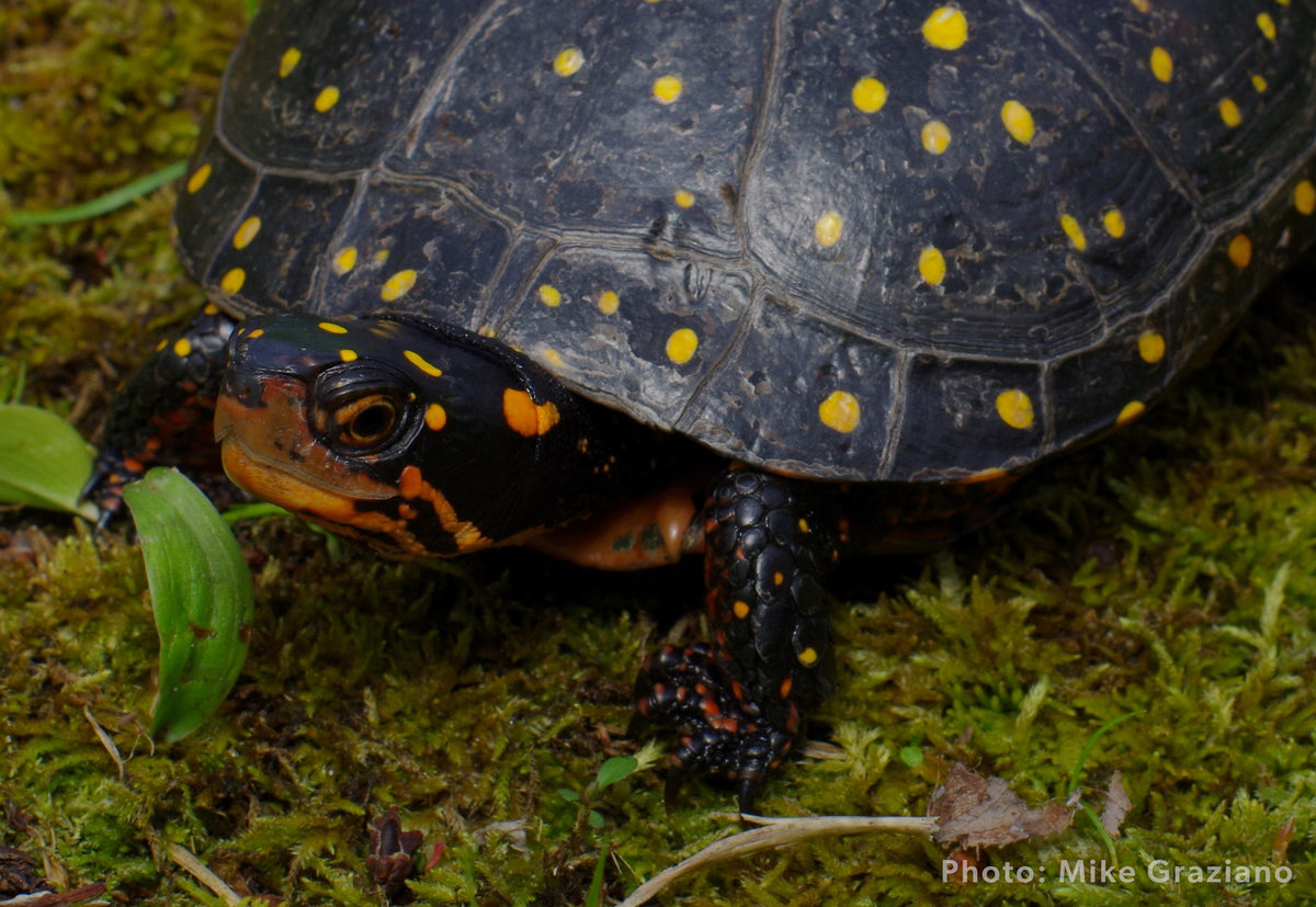 Species Spotlight! Spotted Turtle! – Turtle Survival Alliance