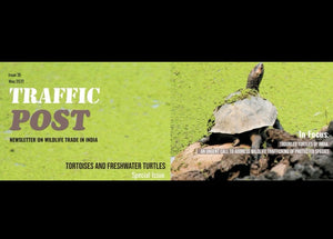 traffic|Flapshells_eBlast_08032021