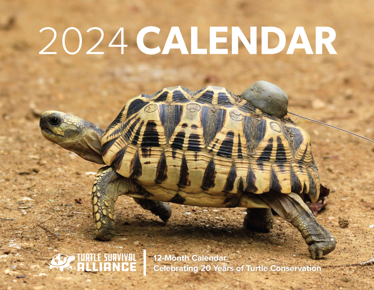 2024 Calendar   Celebrating 20 Years Of Turtle Conservation   Turtle