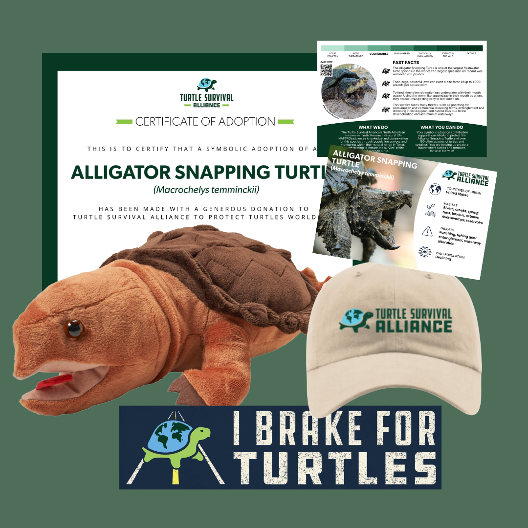 Ast Turtle Adopt-a-Alligator Snapping Turtle – Turtle Survival Alliance