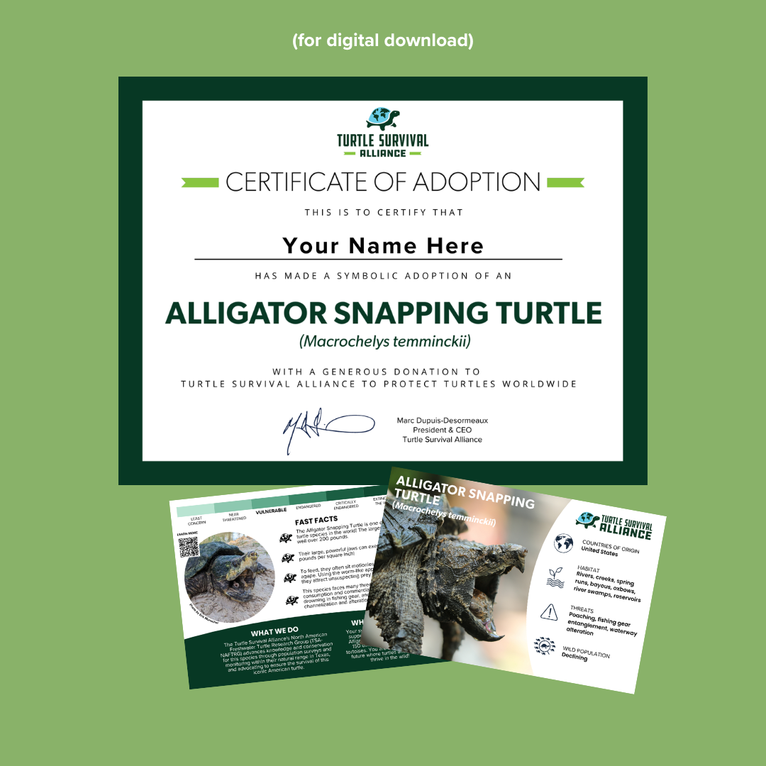 Ast Turtle Adopt-a-Alligator Snapping Turtle – Turtle Survival Alliance