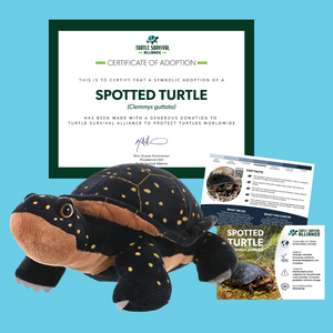 Adopt-a-Spotted Turtle
